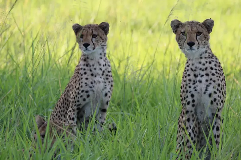 5 Days Wildlife Safari
