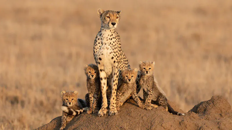 4-Day Mid-Range Safari Tarangire, Serengeti, Ngorongoro