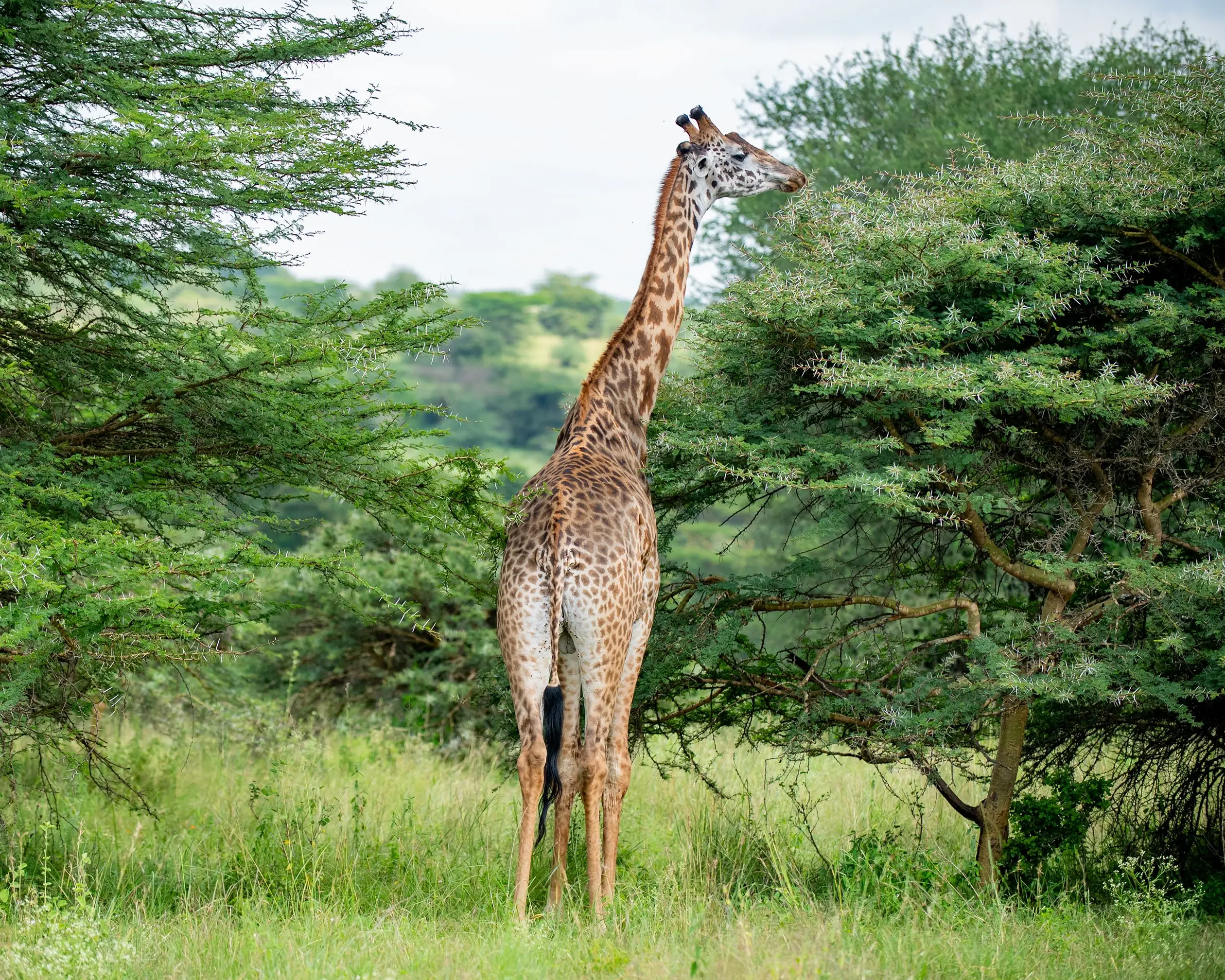 7 Days Classic Central Serengeti Migration Safari Tanzania