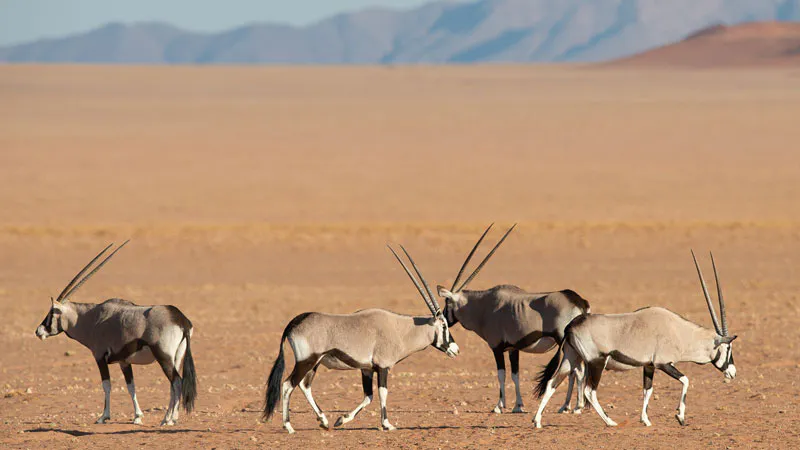 3-Day Private Namib Desert and Sossusvlei Experience