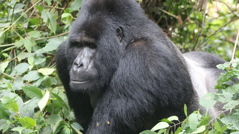 20-Day Thrilling Vacation in Kenya and Uganda