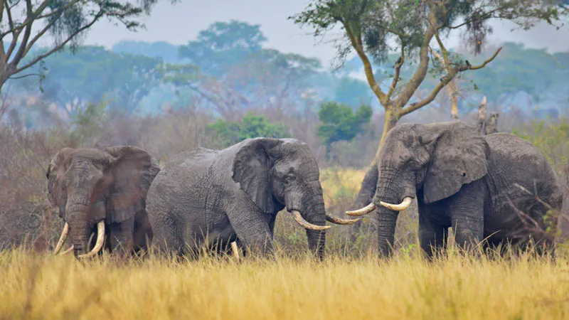 10-Day Primates, Gorillas, Uganda Wildlife Tour