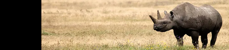 Day Trip to Ngorongoro Crater