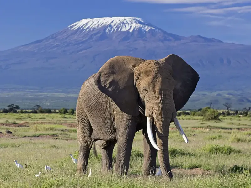 3-Day Thrilling Amboseli National Park Tour