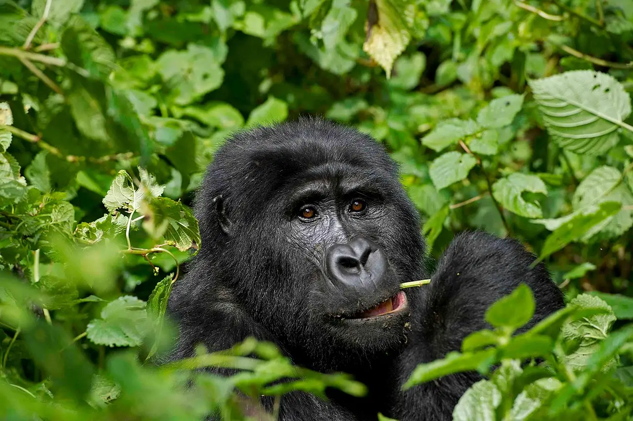 10 Day Camping Wildlife Safari in Uganda