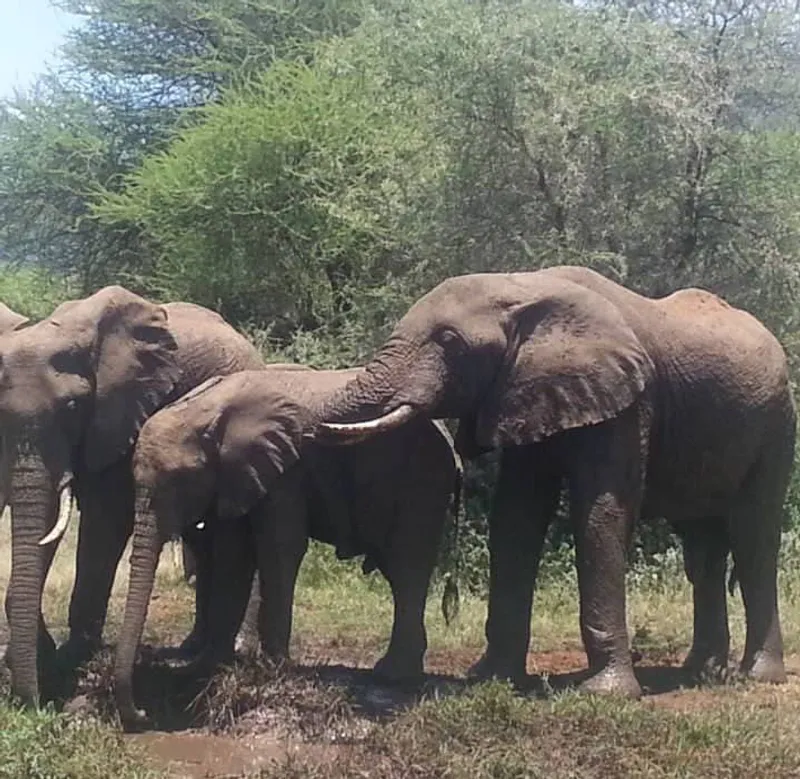 3-Day: Rafiki Tembo BigFive Luxury safari.