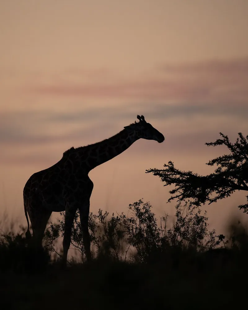 5-Day Tanzania Safari – Budget Camping Experience