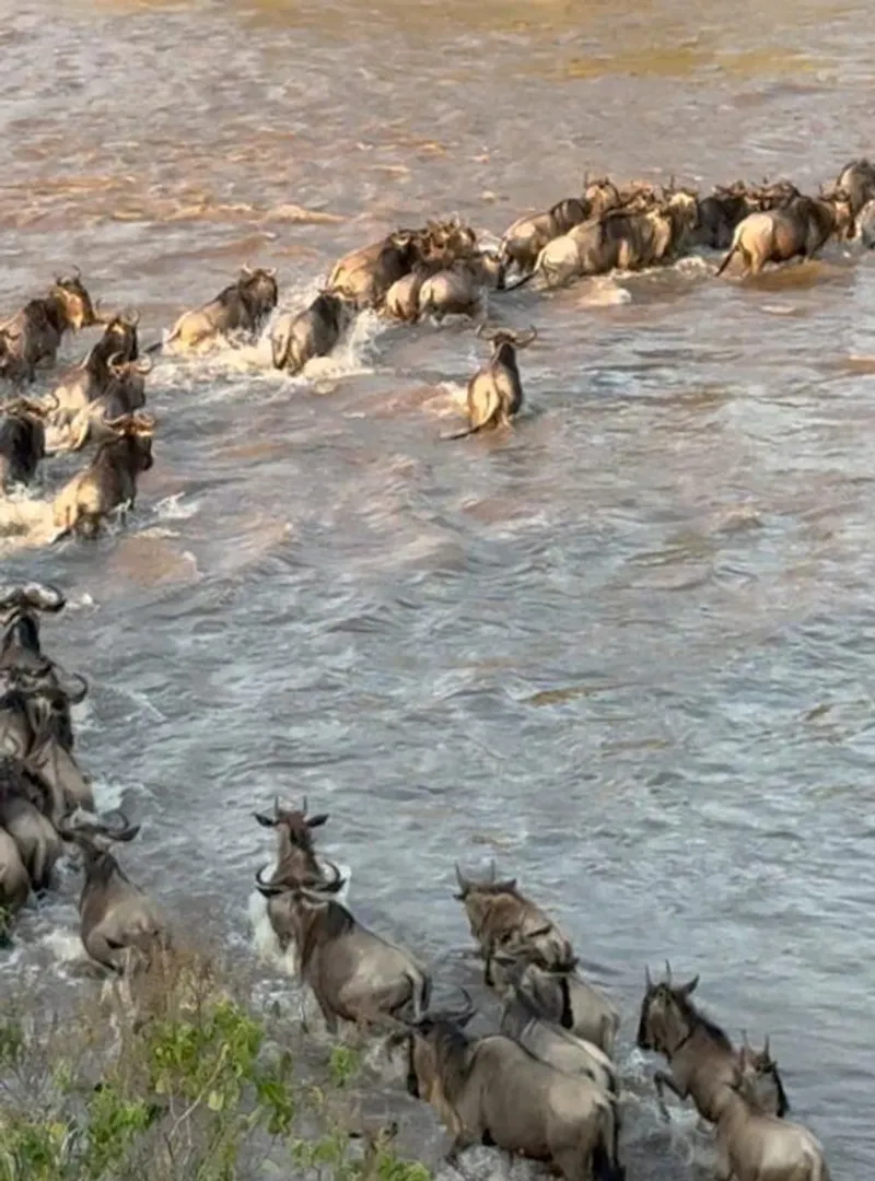 3-Day Lifetime Thrilling Maasai Mara Tour