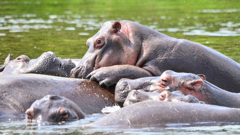 10-Day Uganda Best Safari Tour