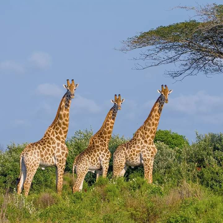 A 5-Day Expedition through Maasai Mara, Lake Nakuru & Naivasha: "Wilderness Odyssey"