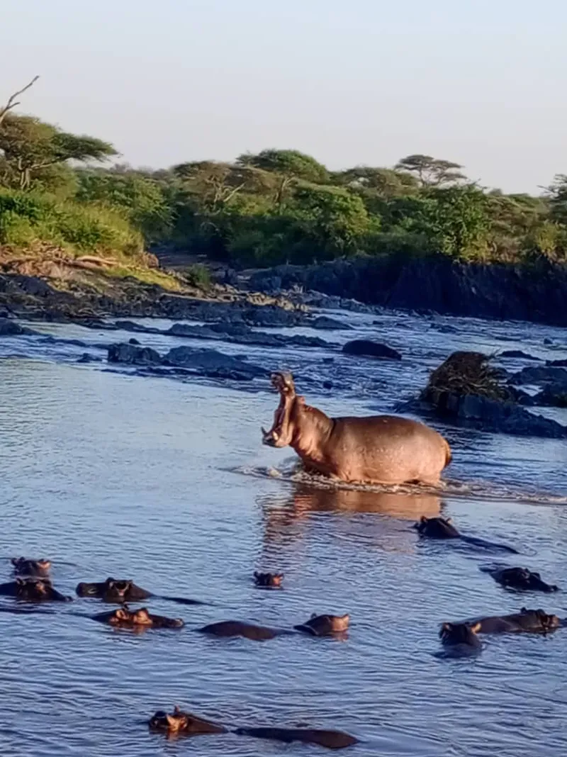 11 Day , Serengeti, Lake natron Ngorongoro Tarangire Lake Manyara and Arusha national park