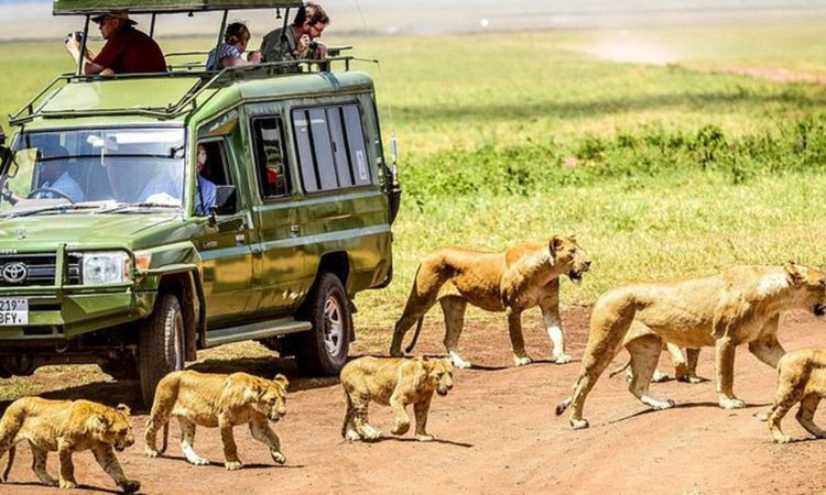 11-Days Kenya and Tanzania Unforgettable Adventures.