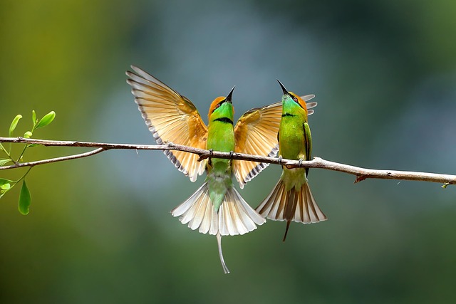 3 Day Classical Safari Adventure