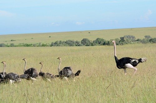 4 Day: Maasai Mara and Lake Nakuru | Budget Safari