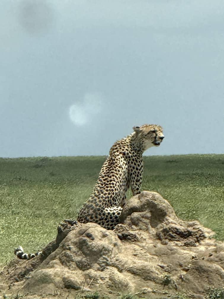 3 Day Thrilling Safari In Samburu National Reserve