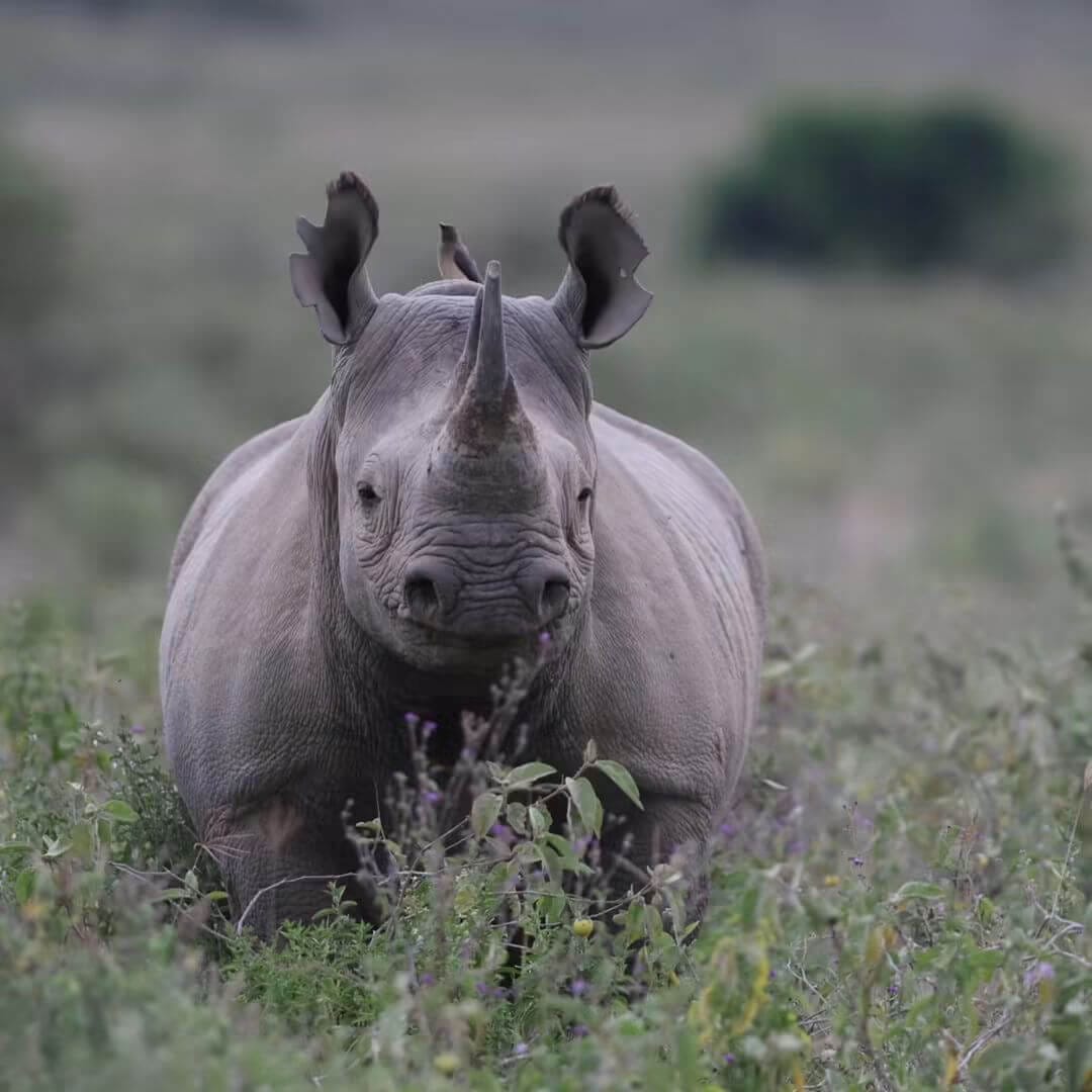 4 Day Masai Mara and Lake Nakuru