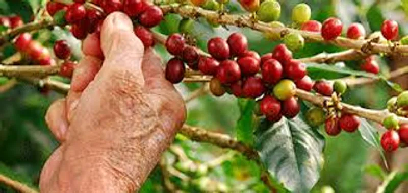 The Coffee Experience