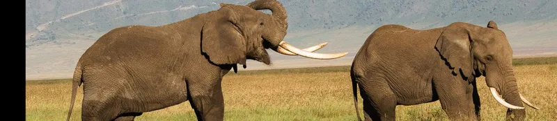 4-Day Marvelous Group Northern Safari