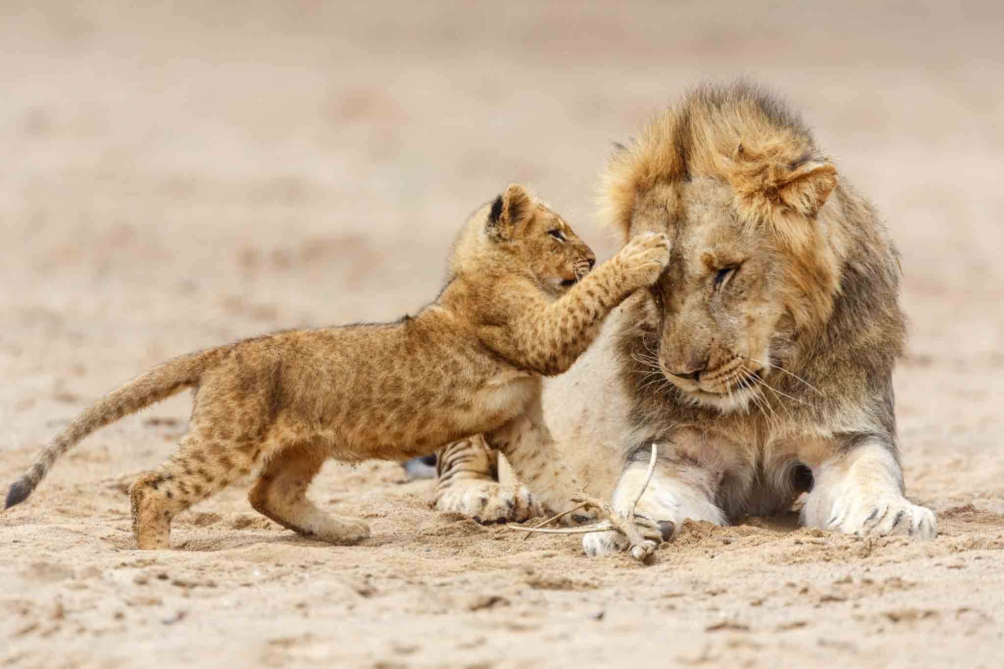 6-Day Private Budget to Serengeti, Tarangire, Ngorongoro