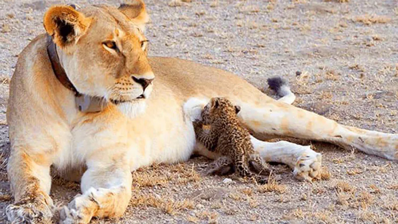 14-Day Discover Maasai Mara Serengeti Wildbeest Migration  Zanzibar Safari