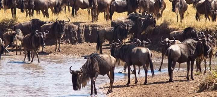 14 DAYS KENYA to TANZANIA