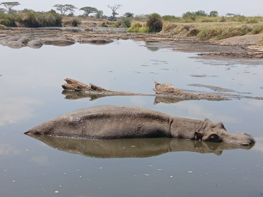 5 Days/ 4 Nights:Arusha, Ngorongoro and Serengeti Safari