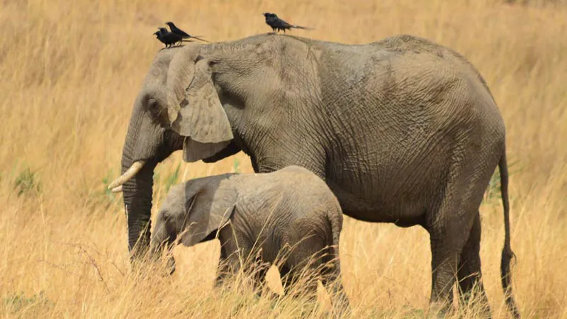 6-Day Big Five Combo, Chimps | Ziwa Rhino Sanctuary,Murchison Falls,Kibale Forest,Queen Elizabeth NP