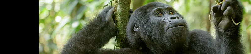 16-Day Kenya & Uganda - Gorillas, Chimps, and the Big 5