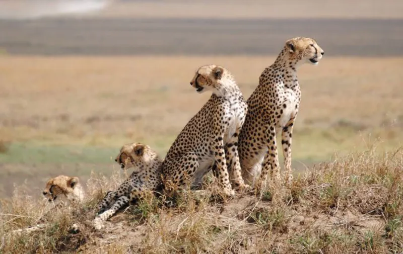 4-Day Arusha NP, Tarangire, Ngorongoro & Manyara Tour