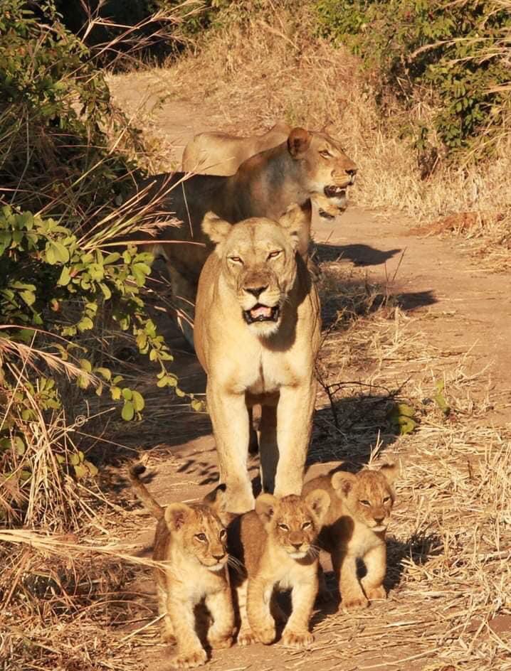 7-Day Serengeti Great Migration Safari-Calvin season - African Tanzanite Safari - Safarigo