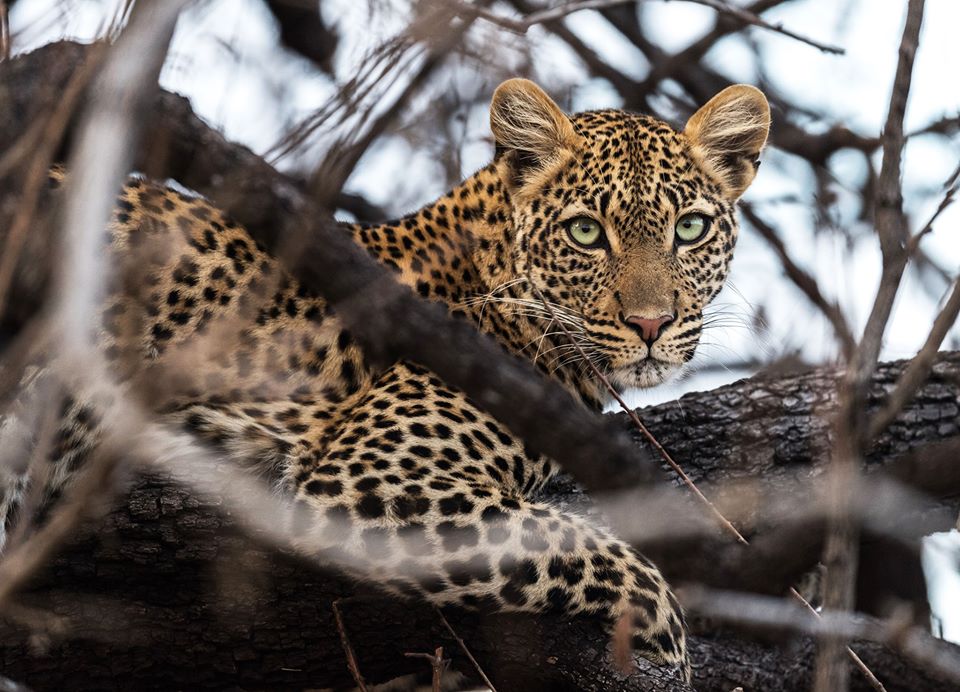 Luxury Africa Safari in Tanzania 10 Days