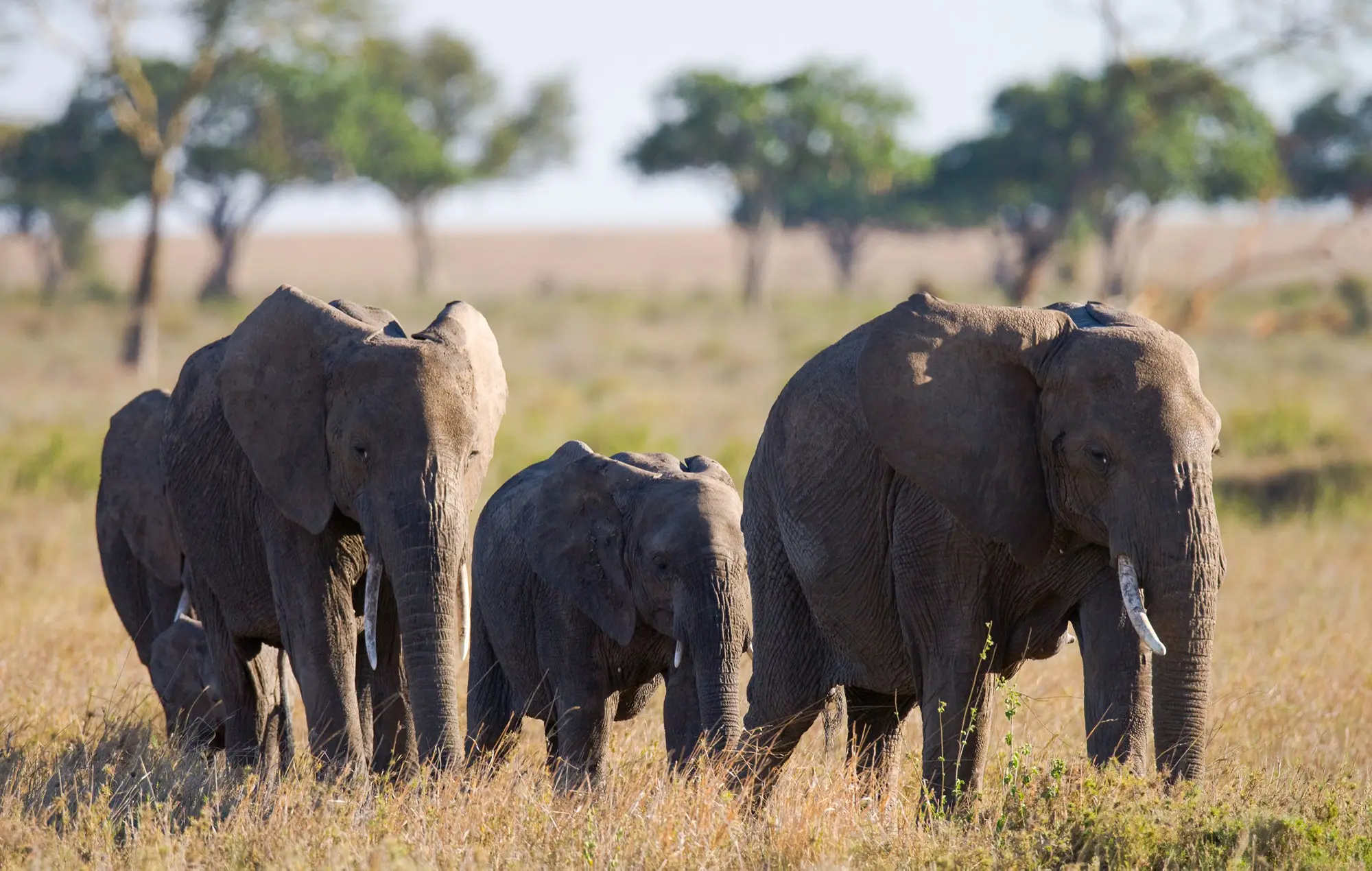 3-Day Masai Mara 4x4 Mid-Range Safari