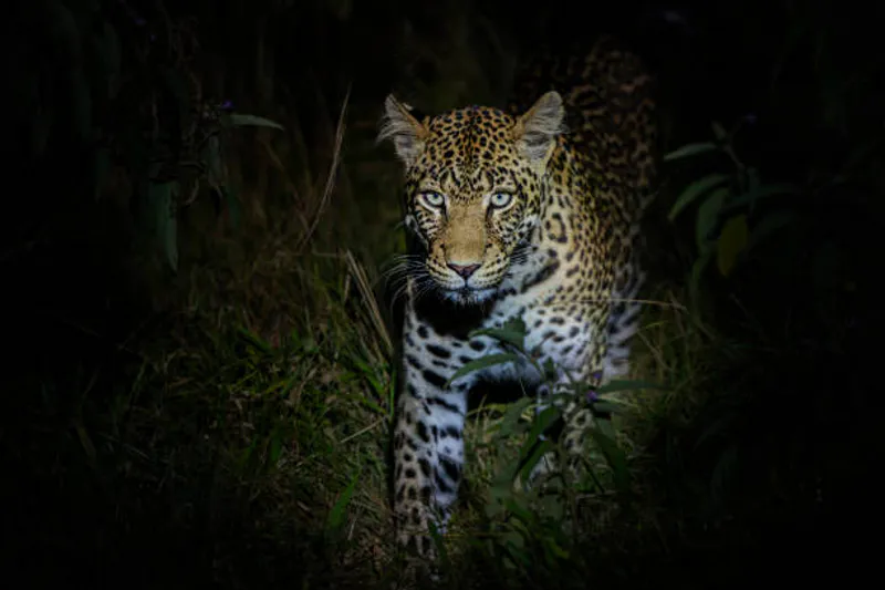 12-DAY UGANDA LUXURY, CULTURE,WELLNESS AND ADVENTURE SAFARI