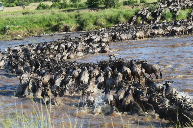 6 Day Migration Safari