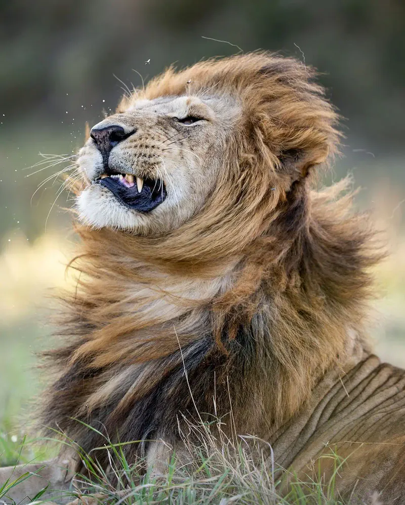 3-Day Serengeti and Ngorongoro - Midrange Safari