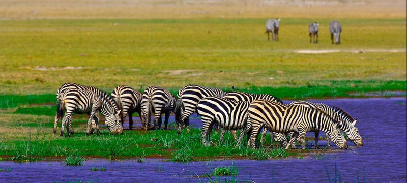 8-Day Tanzania Wilderness & Zanzibar Coastal Escape