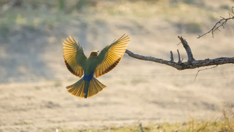 3 Days-Touch to the wilderness Northern Tanzania Safari Tarangire, Lake Manyara and Ngorongoro Crater