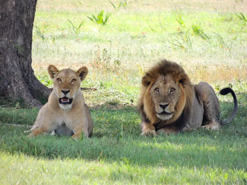 3-Day Serengeti & Ngorongoro Private Tour