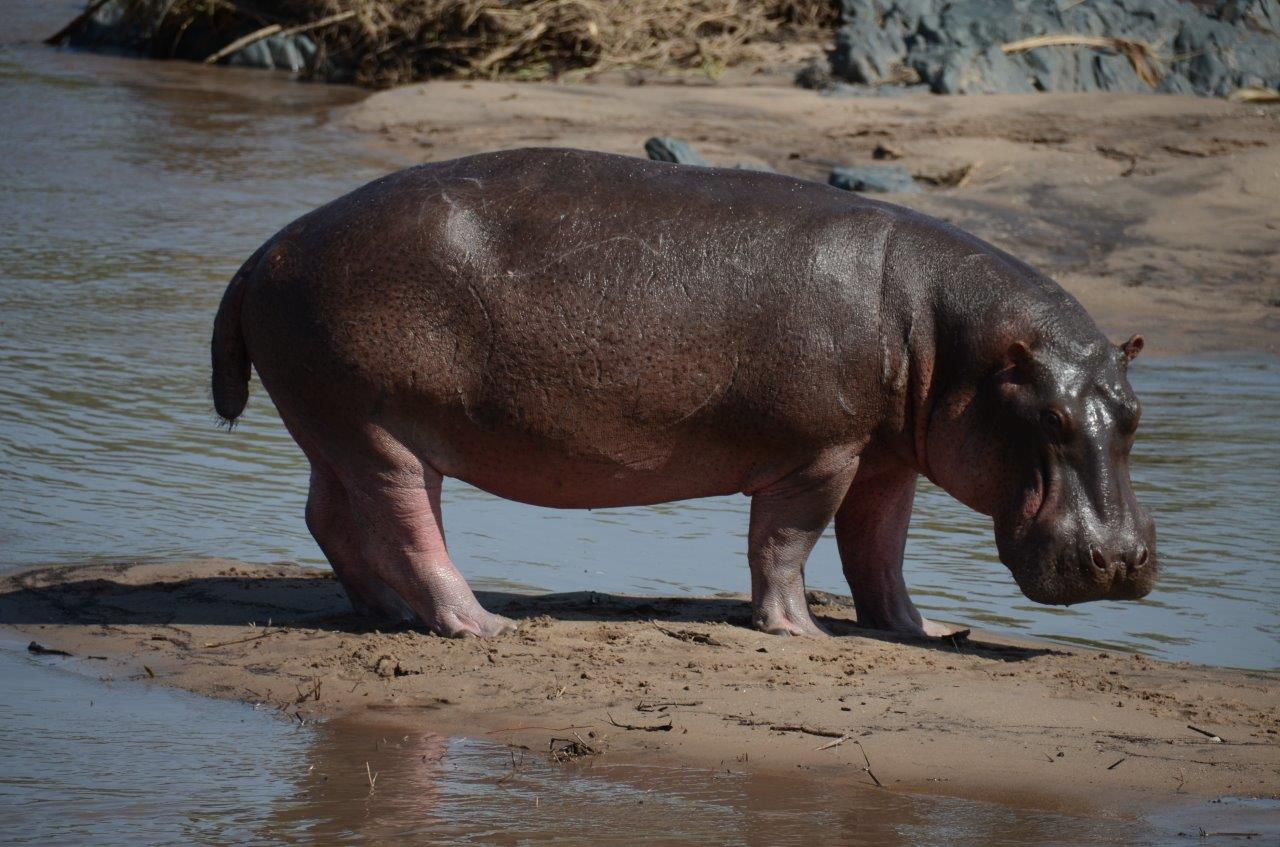 6 Day: Moshi Countryside Tour & Wildlife Safari