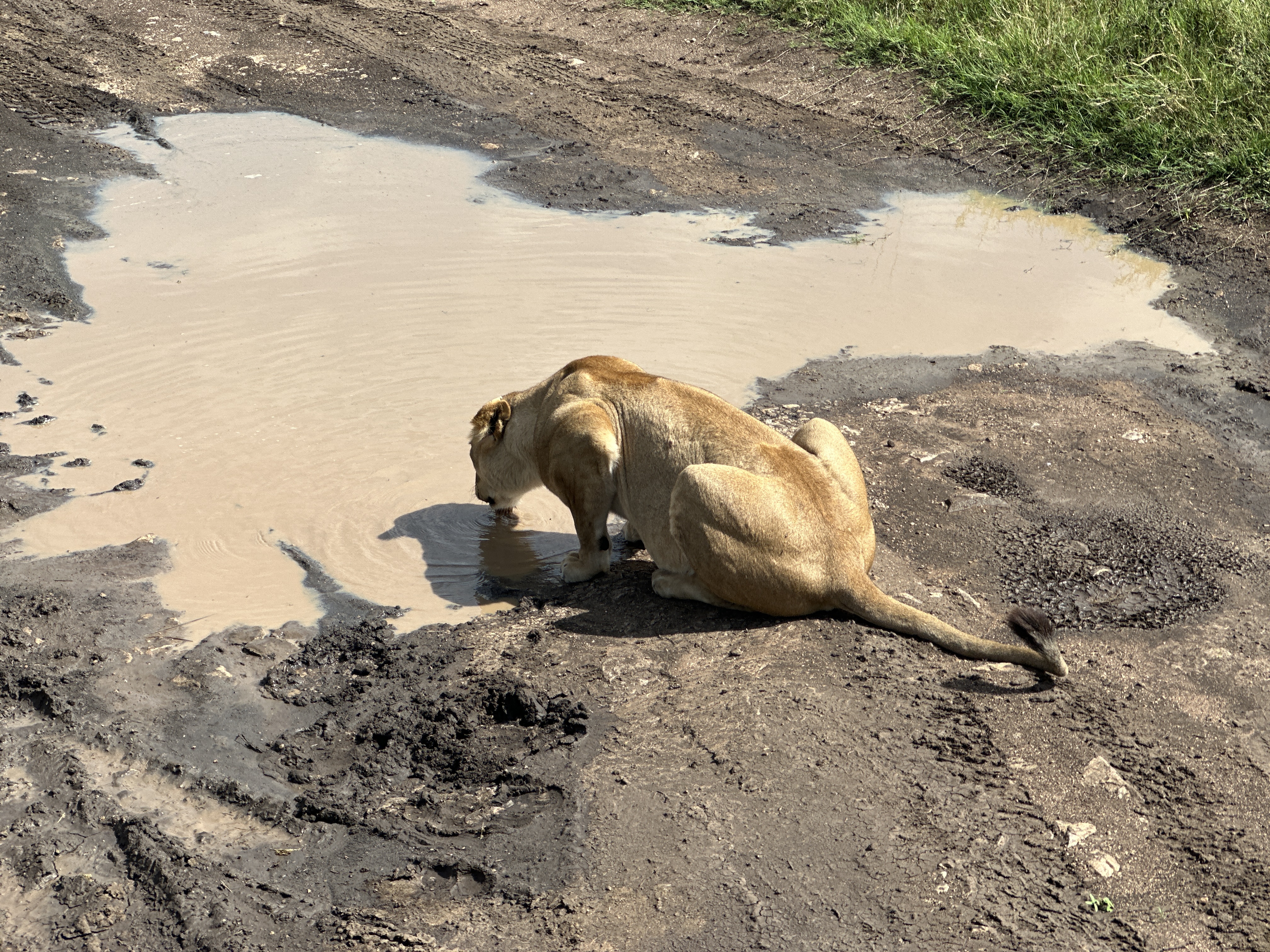4-Day Fly-In Safari from Zanzibar: Serengeti & Ngorongoro Crater