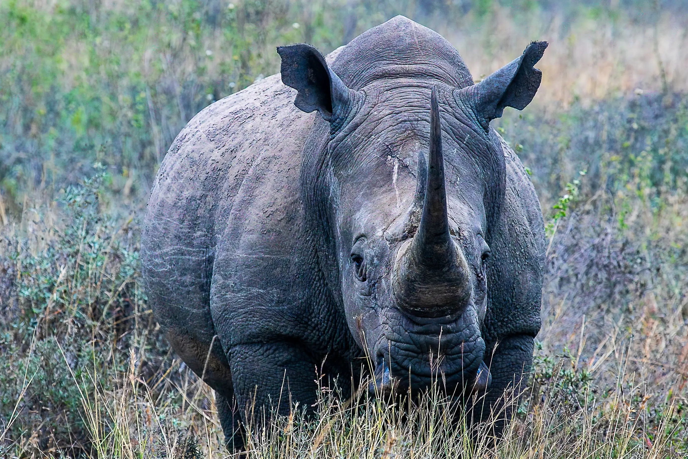 7 Days Drive In Fly Out Migration Safari Adventure