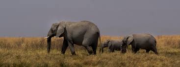 8-DAY SOUTHERN SOUL SAFARI IN TANZANIA's BEAUTY