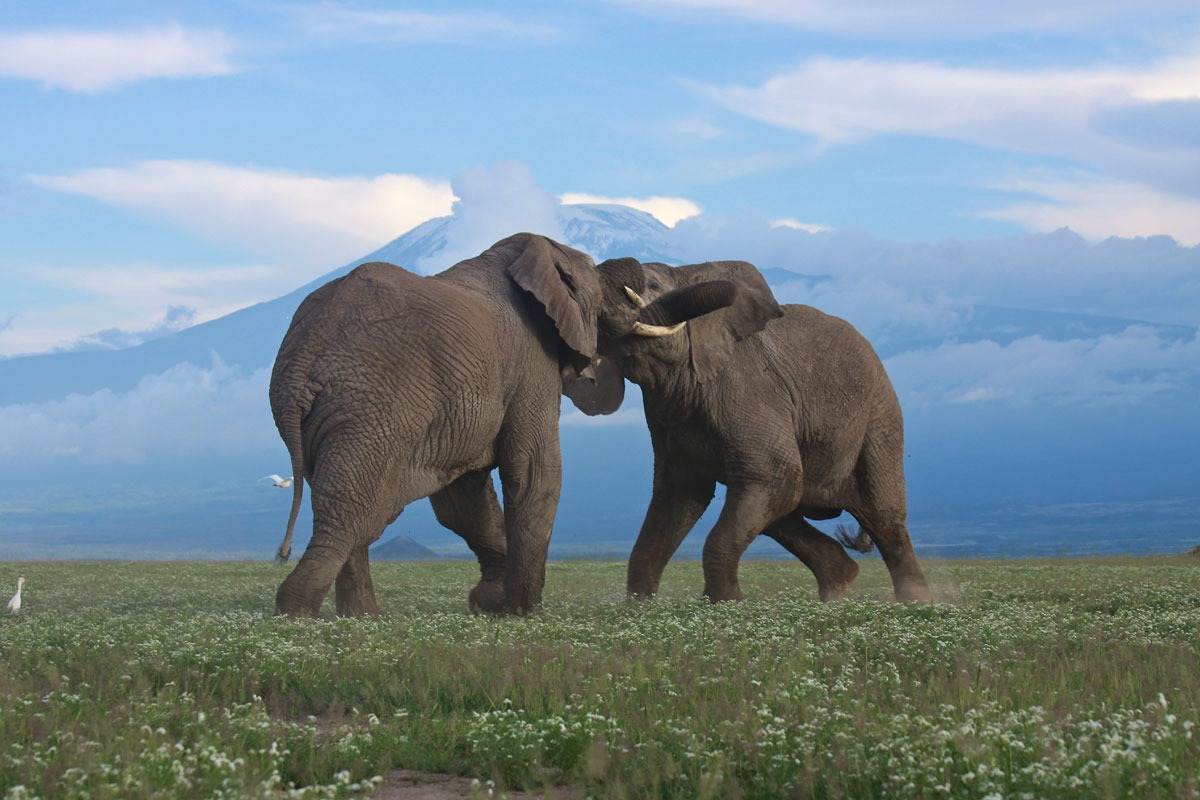 7 Days 6 Nights Tanzania Safari