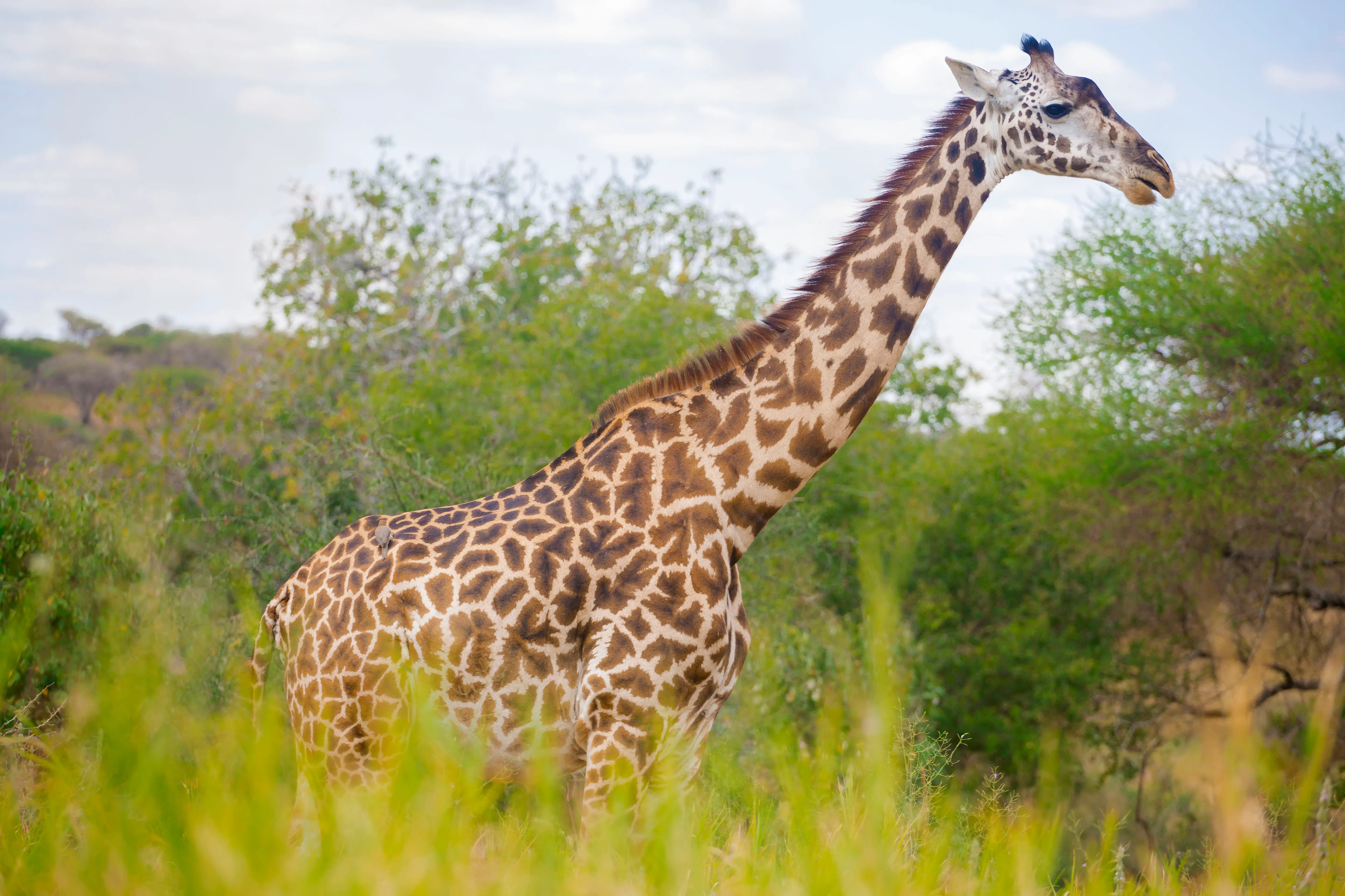 4-Day Classic Mid-Range Safari from Zanzibar: Tarangire, Serengeti & Ngorongoro Crater
