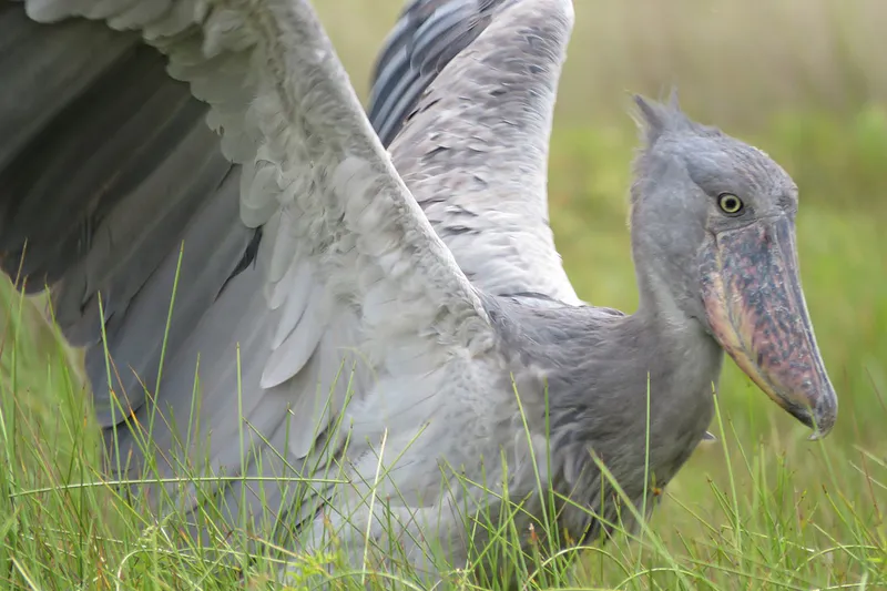 5 Days 4 Nights in Search of The Shoebill Stork and Gorillas