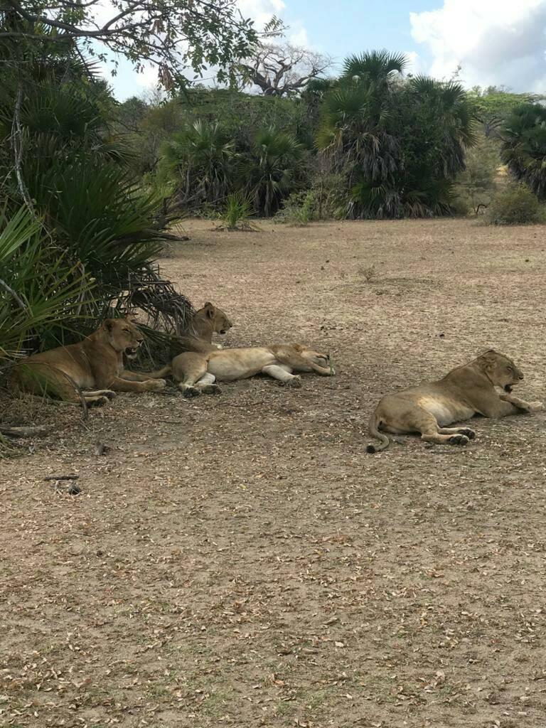 5-DAY NYERERE & MIKUMI NATIONAL PARKS SAFARI