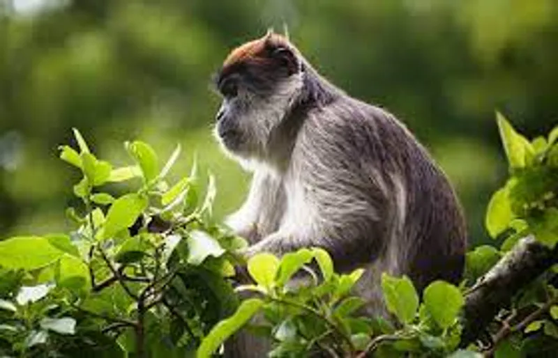 3-Day CHIMPS LUXURY SPECIAL
