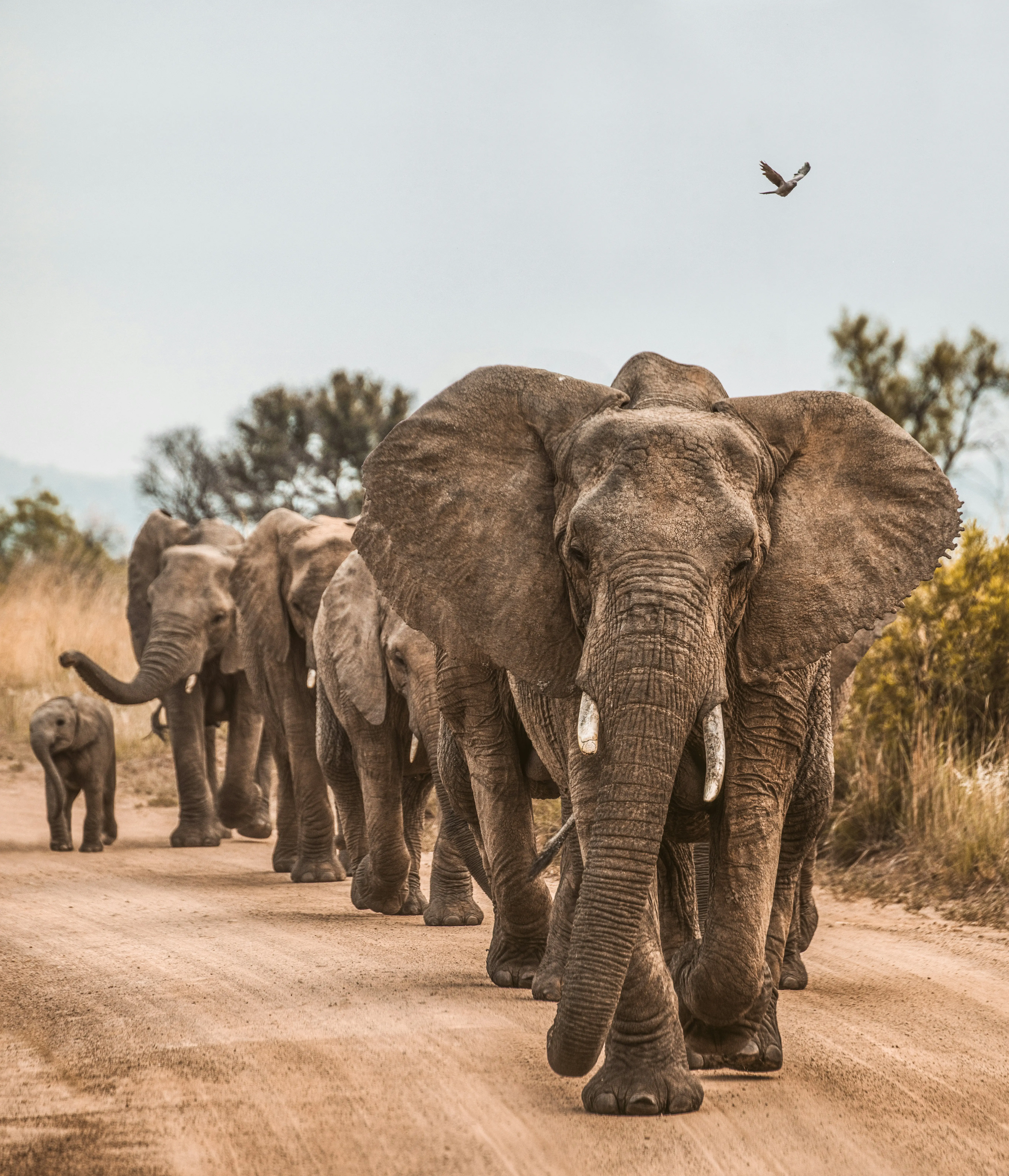 2-Day Fly-in Big Five Safari