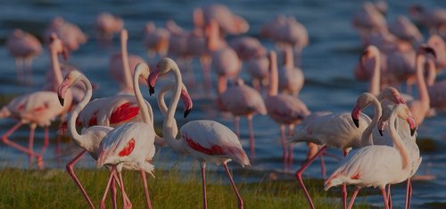 Lake Manyara National Park Day Trip