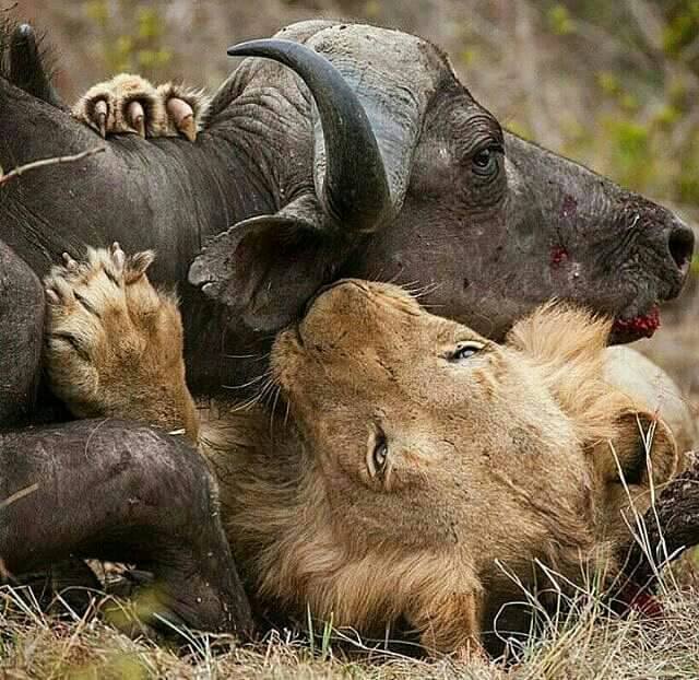 12 Days Tanzania Unforgettable Safari